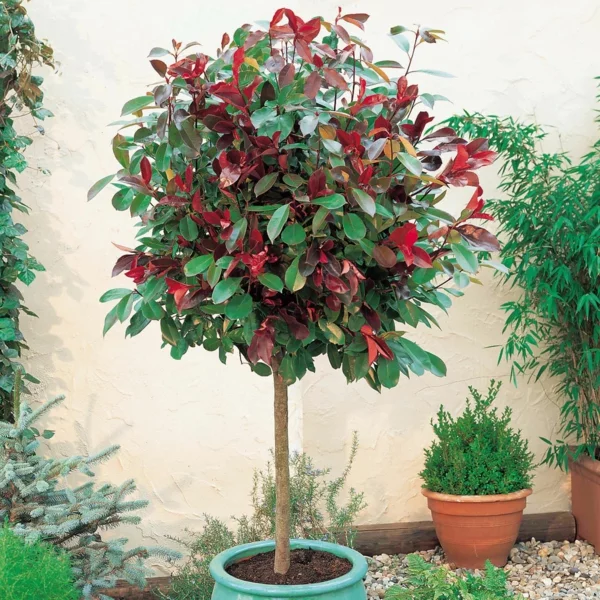 glanzmispel solitärpflanze attraktiver hausbaum