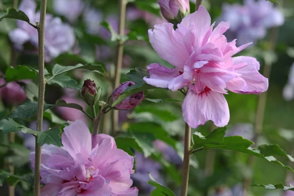 hibiskus hecke blühender gartenstrauch heckenpflanzen