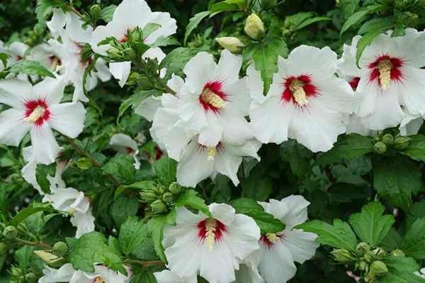 hibiskus hecke weißer hibiskus gartenhecke ideen sommer