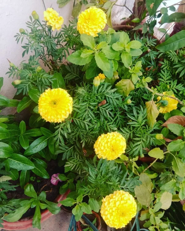 tagetes topfpflanzen balkon dekoideen gelbe studentenblumen