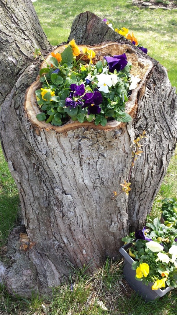 Baumstumpf dekorieren – kreative Ideen mit Liebe zur Natur blumentopf holz natürlich