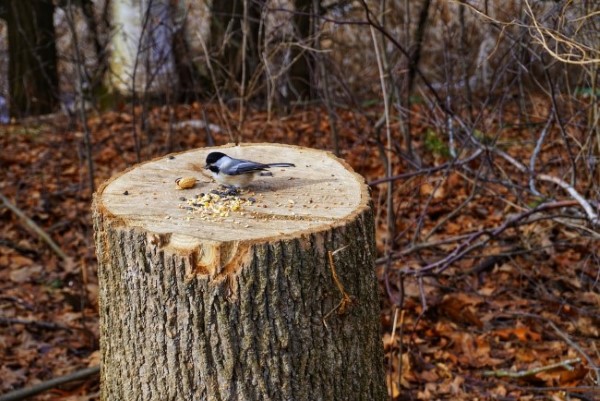 Baumstumpf dekorieren – kreative Ideen mit Liebe zur Natur vogelfutter station singvogel