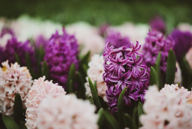 Blumenzwiebeln setzen im Herbst für eine prachtvolle Frühlingsblüte hyazinthen lila creme garten ideen
