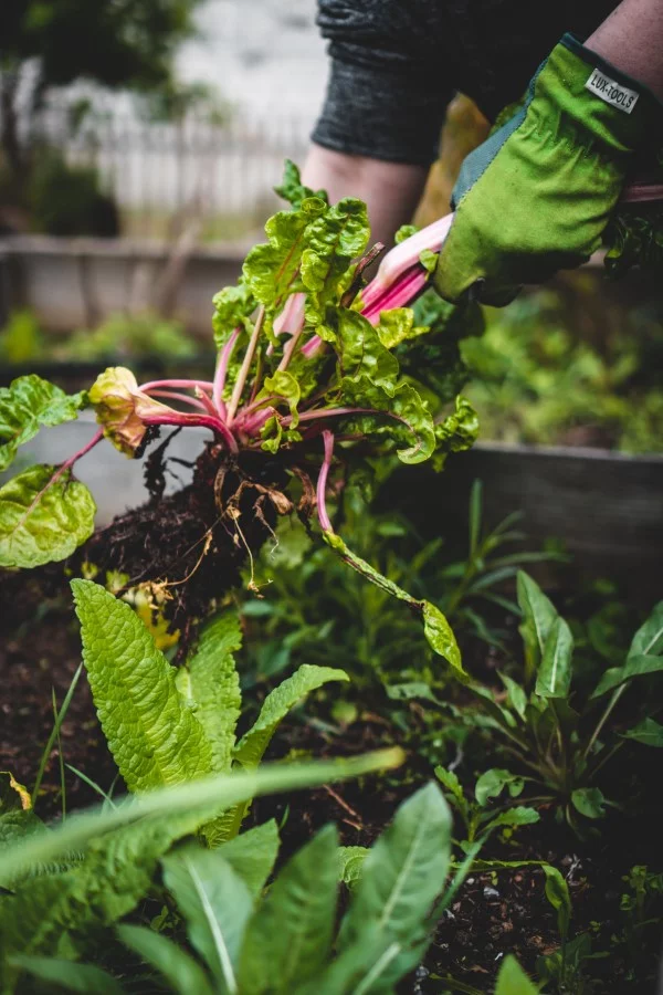 Ein Kleiner Gemüsegarten vor der Haustür – die Vorteile des eigenen Gemüseanbaus gemüse aus dem eigenen vorgarten