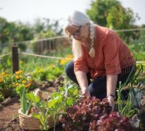 Ein Kleiner Gemüsegarten vor der Haustür – die Vorteile des eigenen Gemüseanbaus