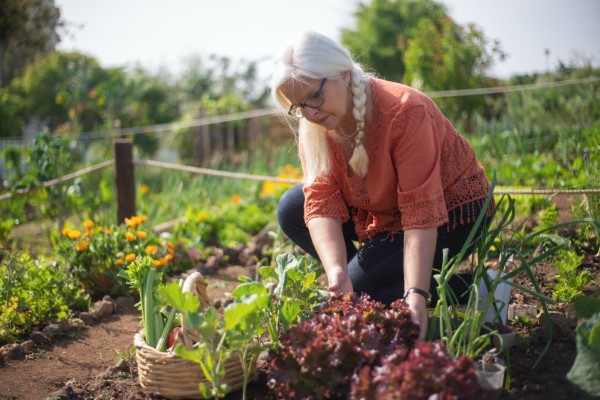 Ein Kleiner Gemüsegarten vor der Haustür – die Vorteile des eigenen Gemüseanbaus mit liebe zum natur und gesundheit