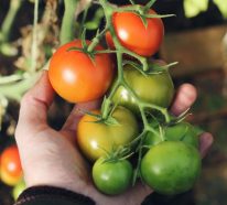 Ein Kleiner Gemüsegarten vor der Haustür – die Vorteile des eigenen Gemüseanbaus