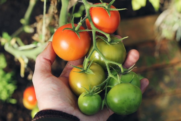 Ein Kleiner Gemüsegarten vor der Haustür – die Vorteile des eigenen Gemüseanbaus tomaten aus dem eigenen garten