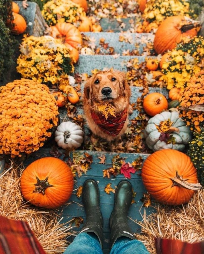 Einen märchenhaften Herbstgarten gestalten – farbenfrohe Ideen und Tipps eingang bereich hund kürbisse