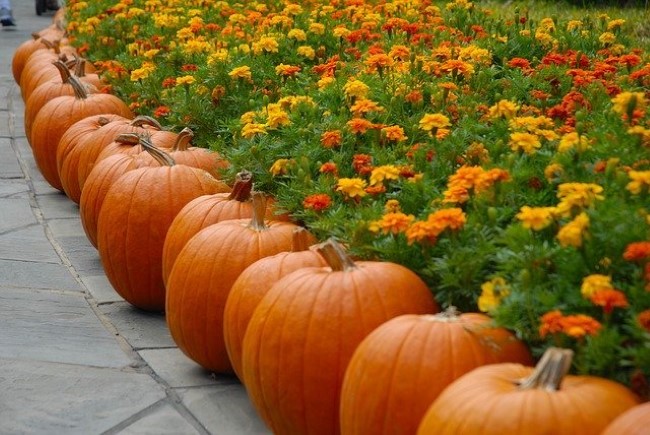 Einen märchenhaften Herbstgarten gestalten – farbenfrohe Ideen und Tipps kürbis deko blumenbeet