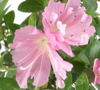 Rhododendron schneiden – muss man das und wie geht es?