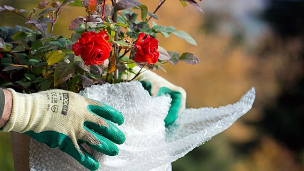 Gartenarbeit im Oktober Rosensträucher vor dem Winterfrost schützen