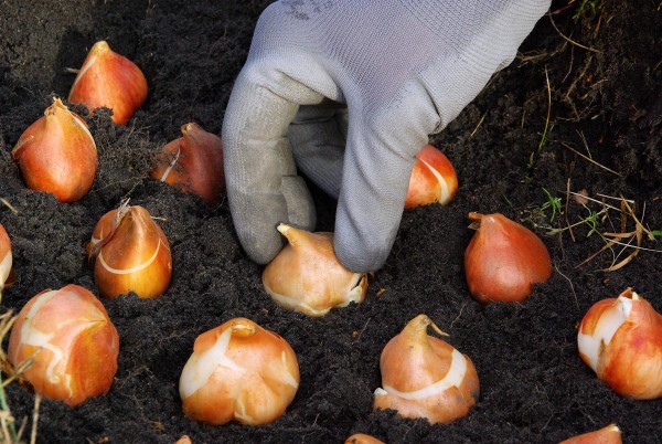 Herbstputz im Heim und Garten – natürliche Putzmittel und Checkliste zwiebeln tulpen pflanzen