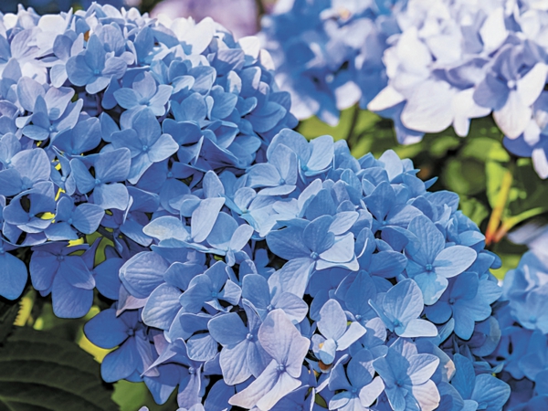 Hortensien Blüten blau blühende Gartenpflanzen