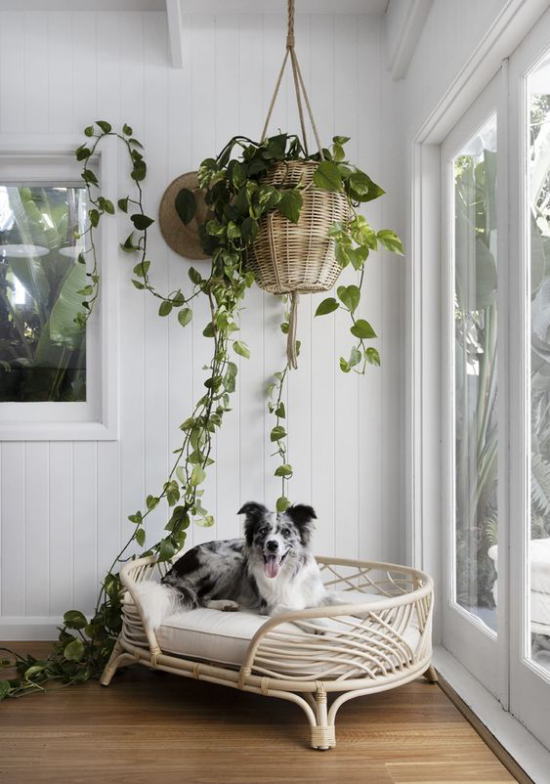 Hundebetten  elegantes Modell in der Zimmerecke neben der Terrassentür Blumenampel Hängepflanze