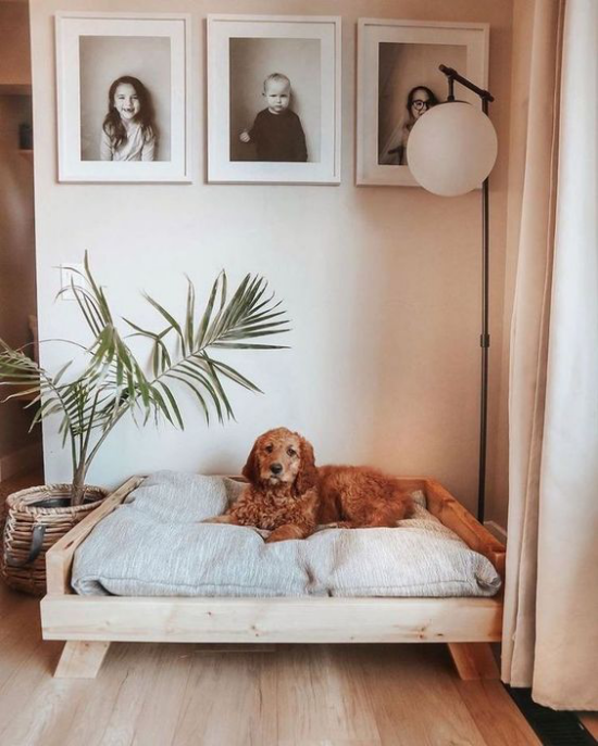Hundebetten tolles Modell in der Zimmerecke großes weiches Schlafkissen viel Komfort Stehlampe Wandbilder grüne Topfpflanze