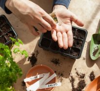 Kräutergarten anlegen: 10 mögliche Fehler, die Gartenanfänger begehen