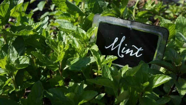 Kräutergarten anlegen 10 mögliche Fehler, vermeiden Minze verschiedene Sorten