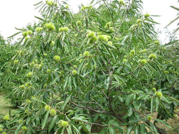 Maronenbaum wachsen lassen - Kastanien essen