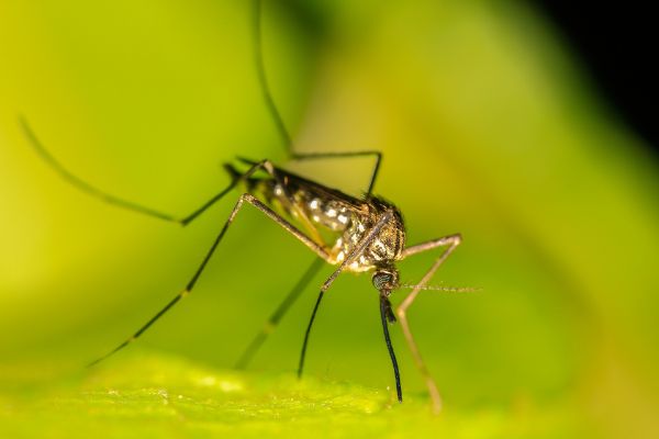 Mückenstiche effizient abweisen