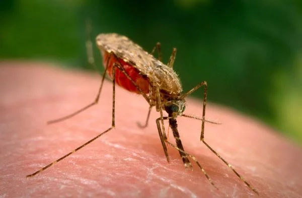 Mückenstiche vermeiden - Hausmittel Tipps