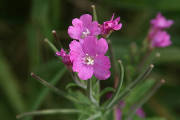 Nachtkerze bei richtiger Pflege schöne Blüten in Rosa Gartenschmuck wichtige Heilpflanze