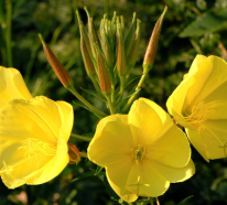 Gewöhnliche Nachtkerze – ein leuchtender Gartenschmuck und wichtige Heilpflanze