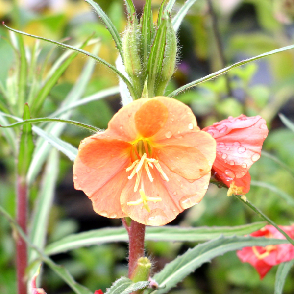 Nachtkerze orangefarbene Blüten im Garten nicht zurückschneiden