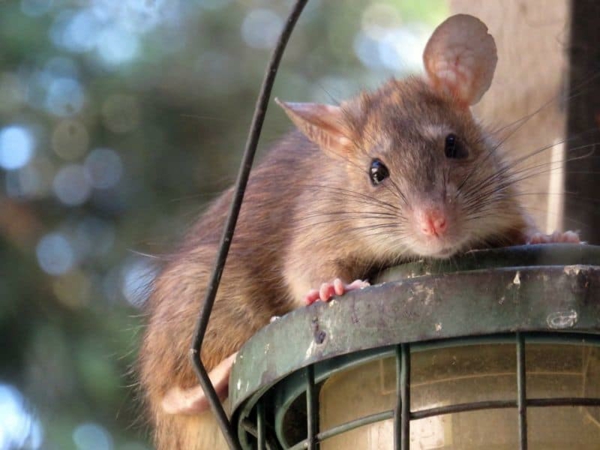 Ratten im Außenbereich Tipps Krankheiten übertragen