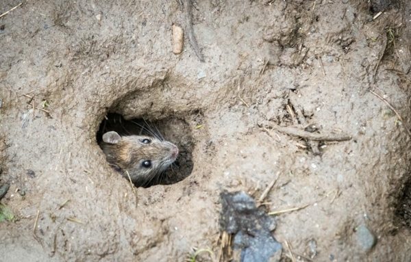 Ratten im Außenbereich loswerden Tipps Versteck Erdloch