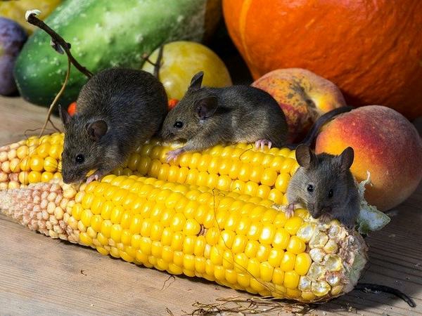 Ratten im Außenbereich loswerden Tipps korn Obst und Gemüse fressen