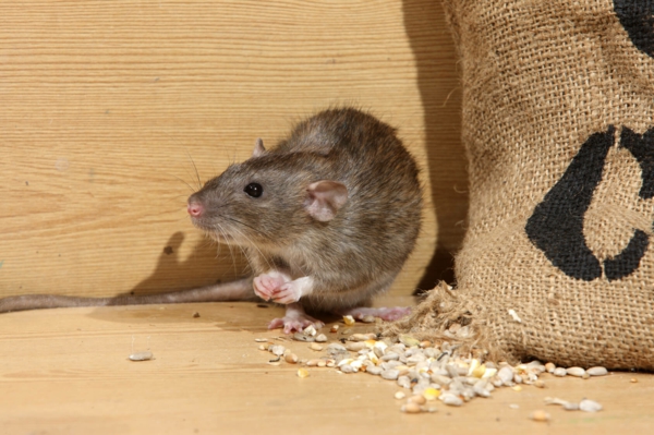 Ratten im Außenbereich loswerden Tipps