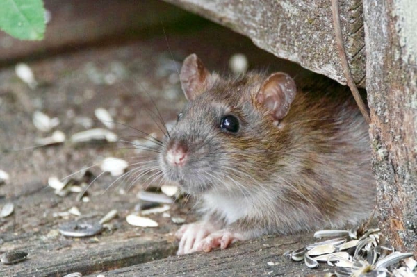 Ratten im Freien Krankheiten übertragen