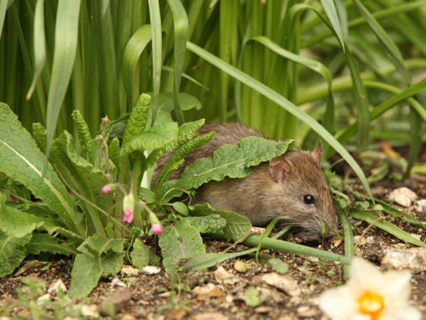 Ratten im Garten Anzeichen Schädlinge