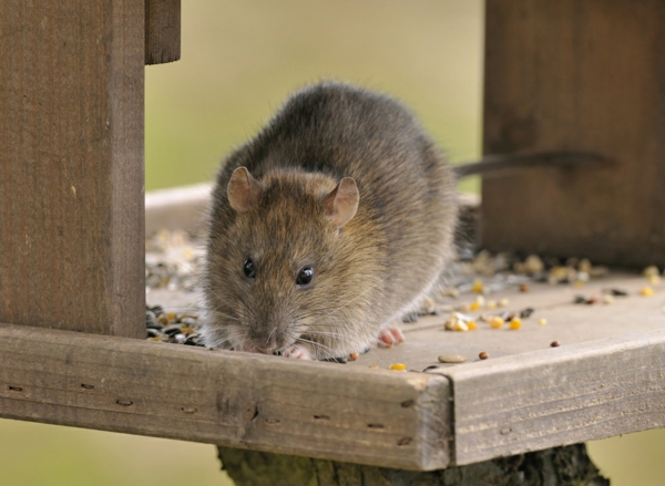 Ratten im Garten Futter Versteckmöglichkeiten