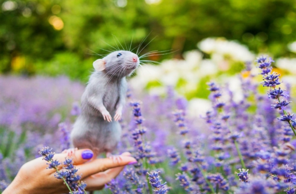 Ratten im Garten Lavendel hält die Ratten fern