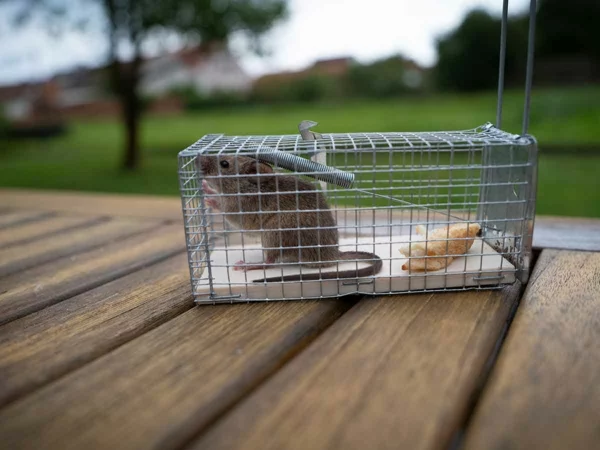 Ratten im Garten Lebendfallen Nagetiere