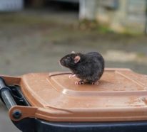 Was kann man tun, wenn man Ratten im Garten hat? – Wissenswertes und Tipps