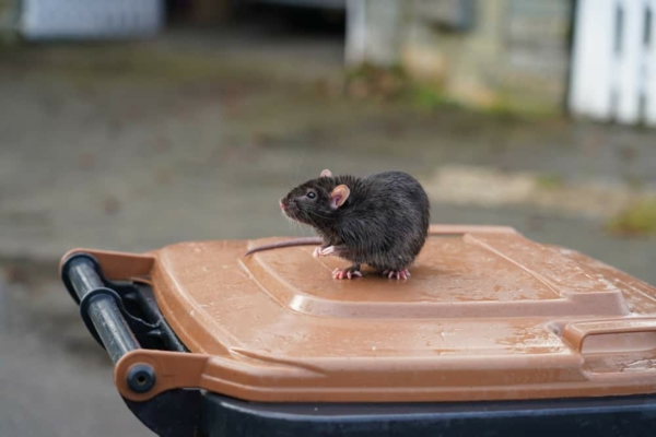 Ratten im Garten Mülleimerzu machen