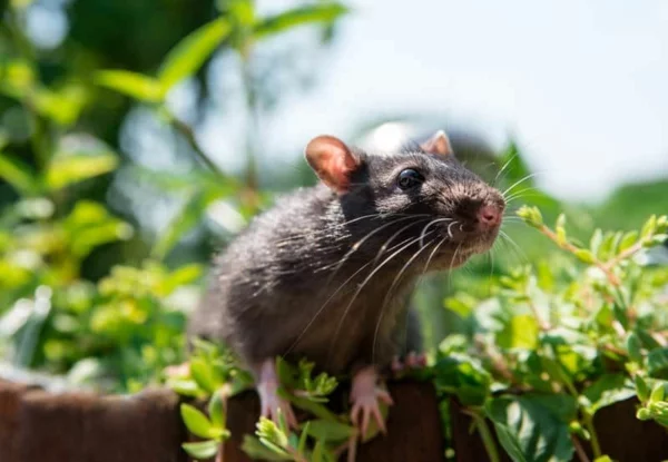 Ratten im Garten Wissenswertes und Tipps