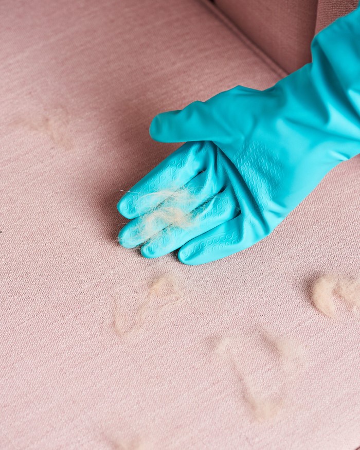 So können Sie Ihr Stoffsofa reinigen – wirksame Mittel aus dem eigenen Zuhause haare vom sofa mit handschuhe putzen