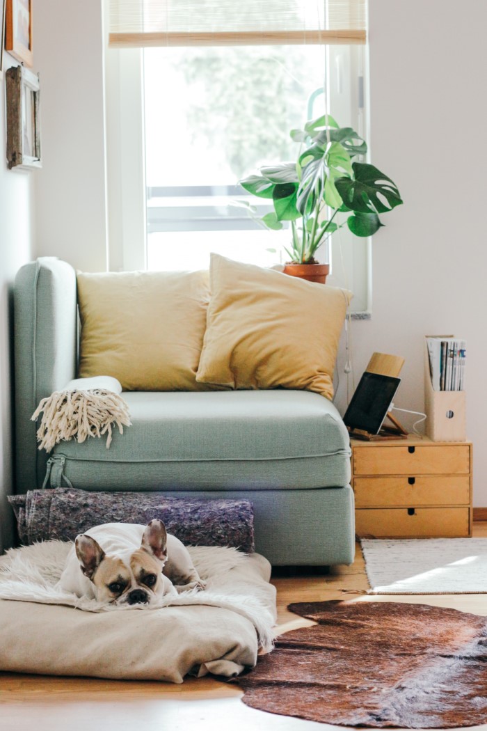 So können Sie Ihr Stoffsofa reinigen – wirksame Mittel aus dem eigenen Zuhause haustiere und sofa putzen