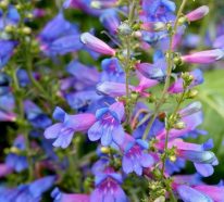 Top 10 bienenfreundliche Herbstblumen für Garten und Balkon