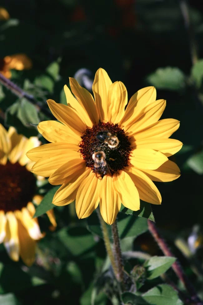 Top 10 bienenfreundliche Herbstblumen für Garten und Balkon bienen retten einfach gemacht