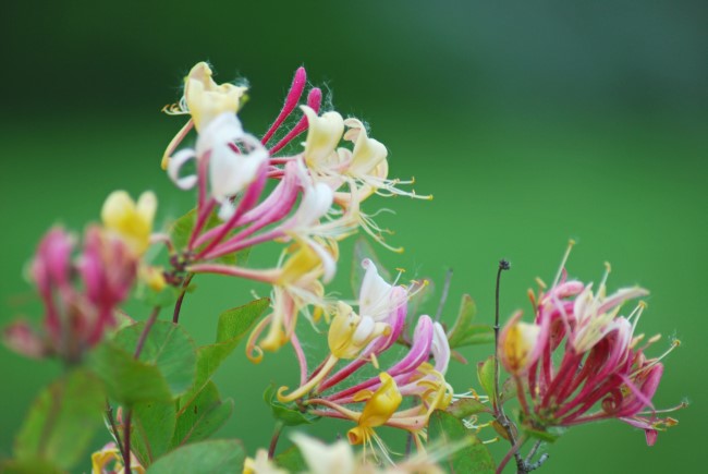 Top 10 bienenfreundliche Herbstblumen für Garten und Balkon geißblatt lonicera