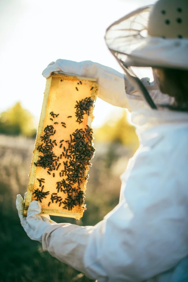 Top 10 bienenfreundliche Herbstblumen für Garten und Balkon imker retten die bienen