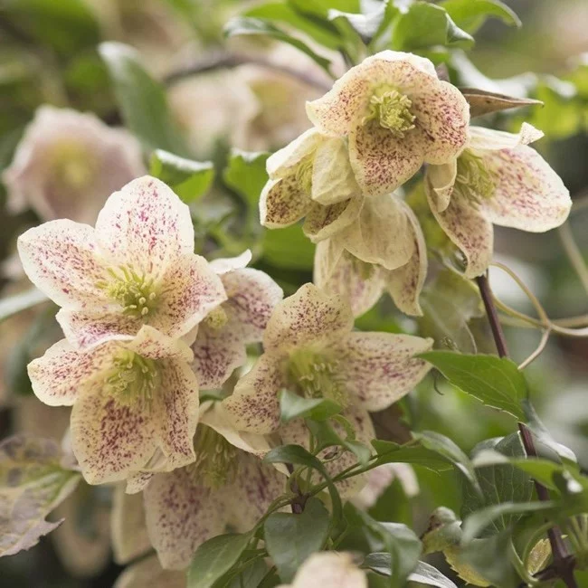Top 10 bienenfreundliche Herbstblumen für Garten und Balkon macchien waldrebe kletterpflanze