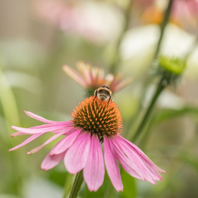 Top 10 bienenfreundliche Herbstblumen für Garten und Balkon purpur sonnenhut heilpflanze