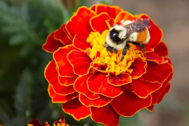 Top 10 bienenfreundliche Herbstblumen für Garten und Balkon ringelblume heilpflanze zierlich