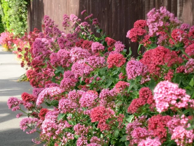 Top 10 bienenfreundliche Herbstblumen für Garten und Balkon rote spornblume herbst